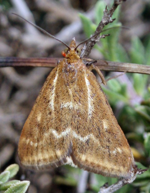 Loxostege sp? - Pyrausta limbopunctalis